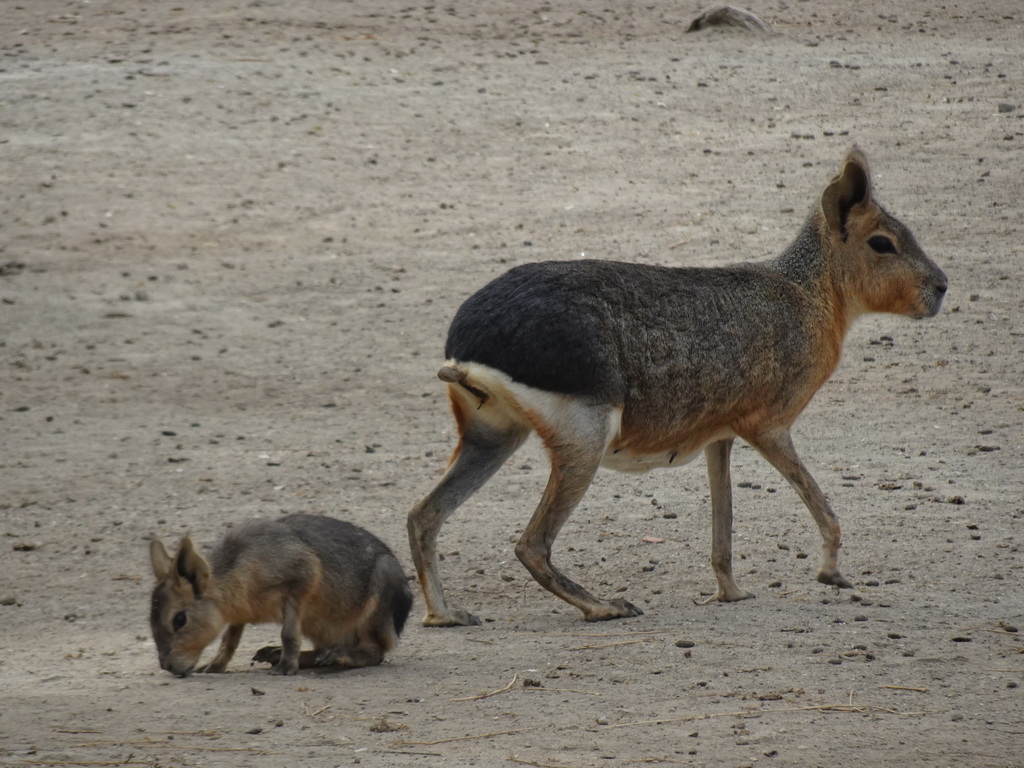 Patagonian Maras at the Zoo di Napoli