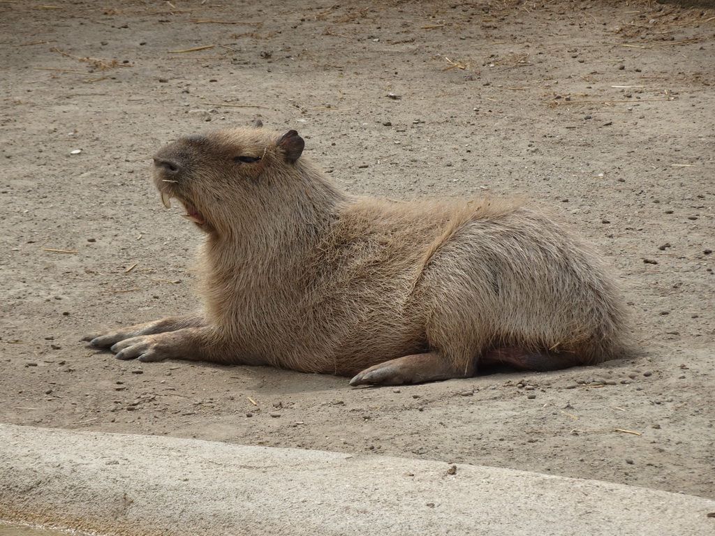 Capybara at the Zoo di Napoli