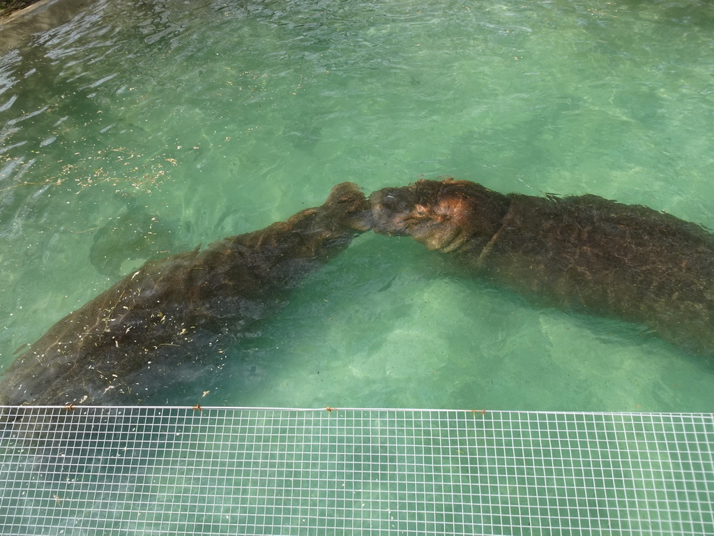 Hippopotamuses at the Zoo di Napoli