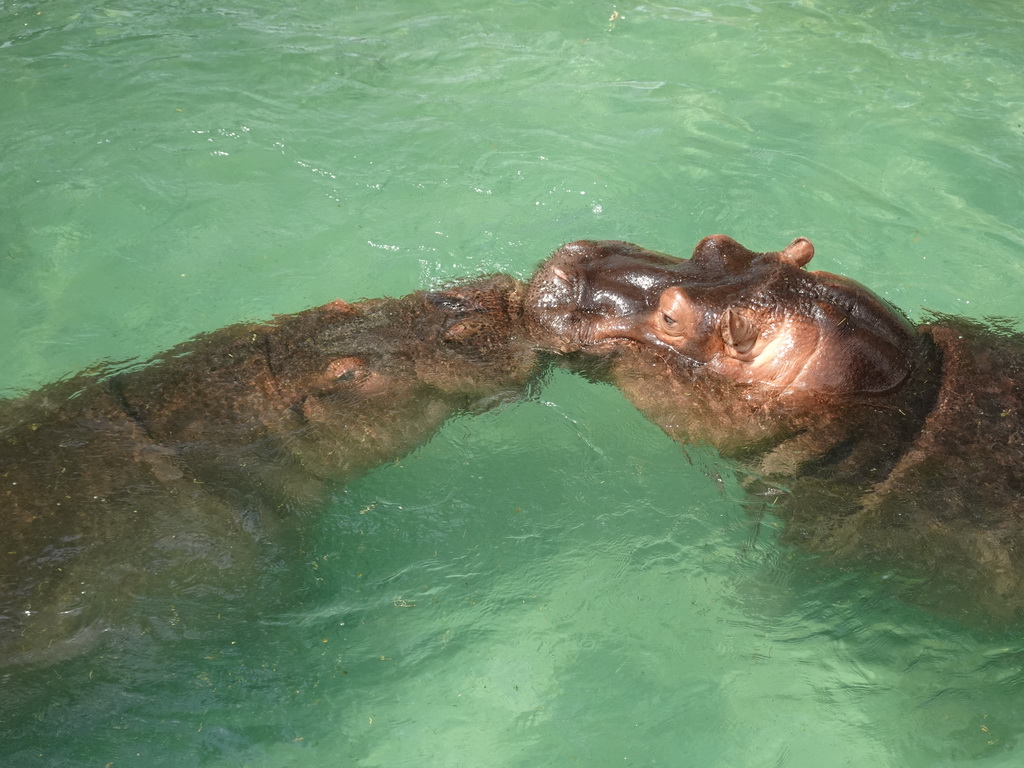 Hippopotamuses at the Zoo di Napoli