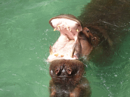 Hippopotamuses at the Zoo di Napoli