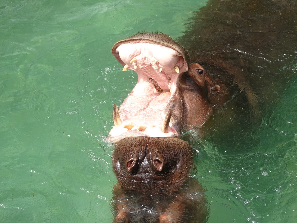 Hippopotamuses at the Zoo di Napoli