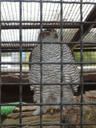 Northern Goshawk at the Zoo di Napoli