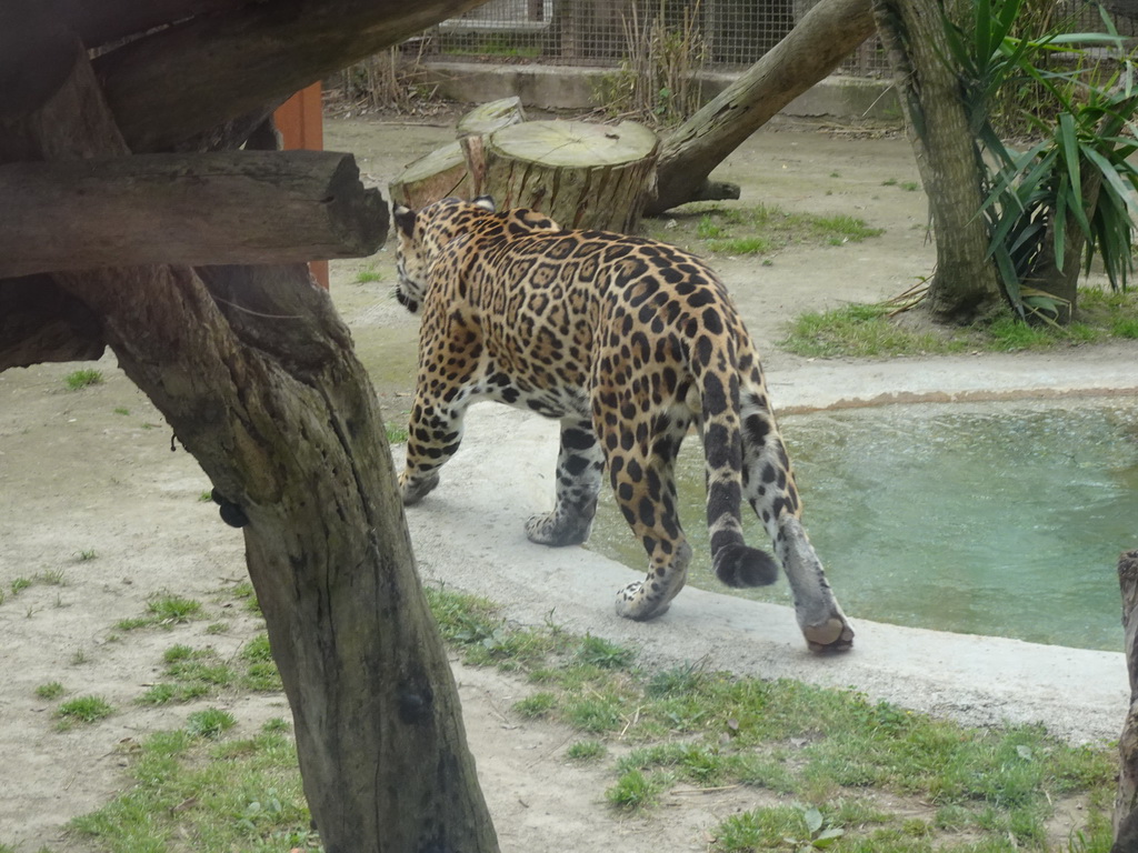 Jaguar at the Zoo di Napoli