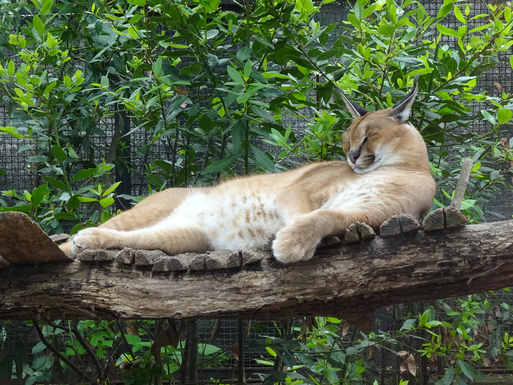 Caracal at the Zoo di Napoli