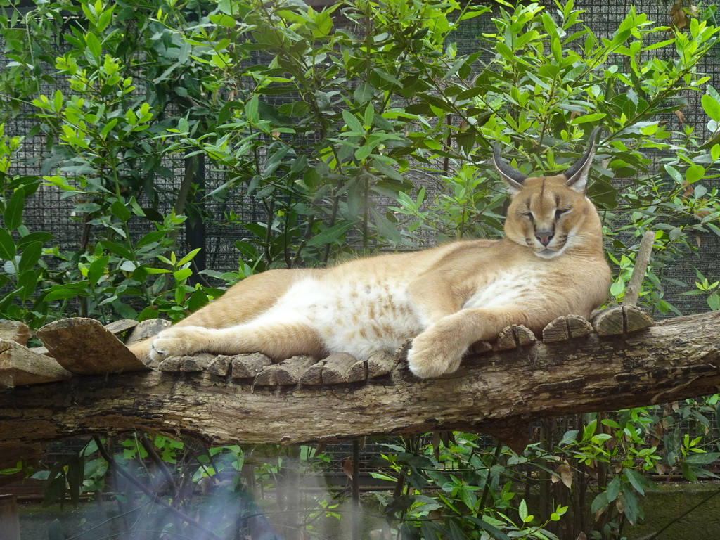 Caracal at the Zoo di Napoli