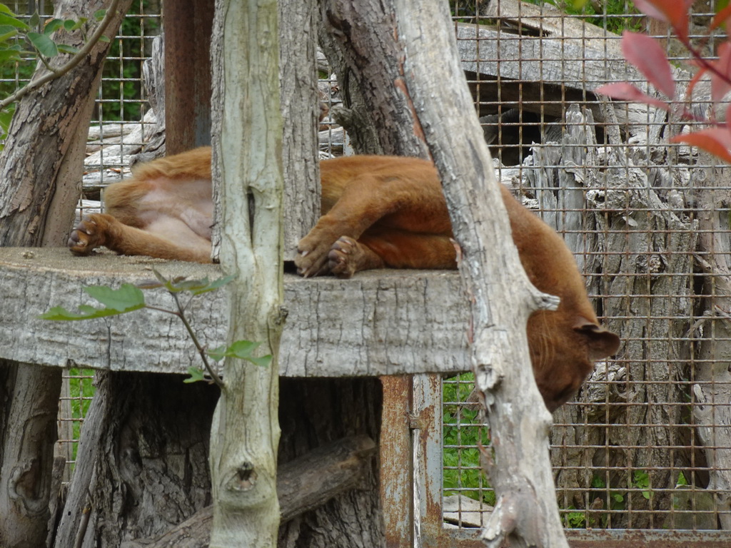 Fossa at the Zoo di Napoli