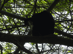 Siamang at the Zoo di Napoli