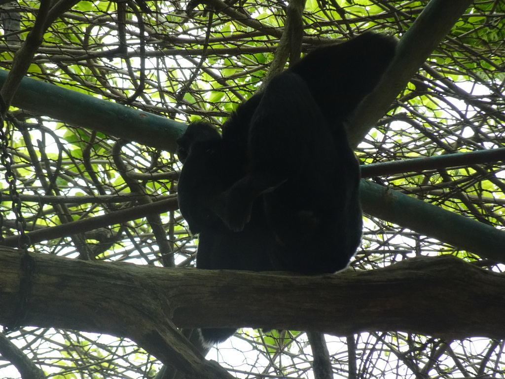 Siamang at the Zoo di Napoli