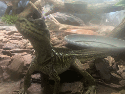 Lizard at the Reptile & Amphibian House at the Zoo di Napoli, with explanation