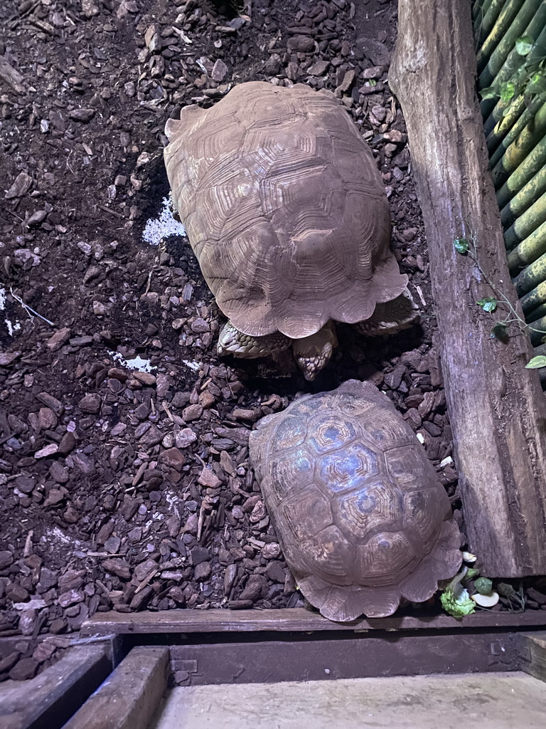 Tortoises at the Reptile & Amphibian House at the Zoo di Napoli