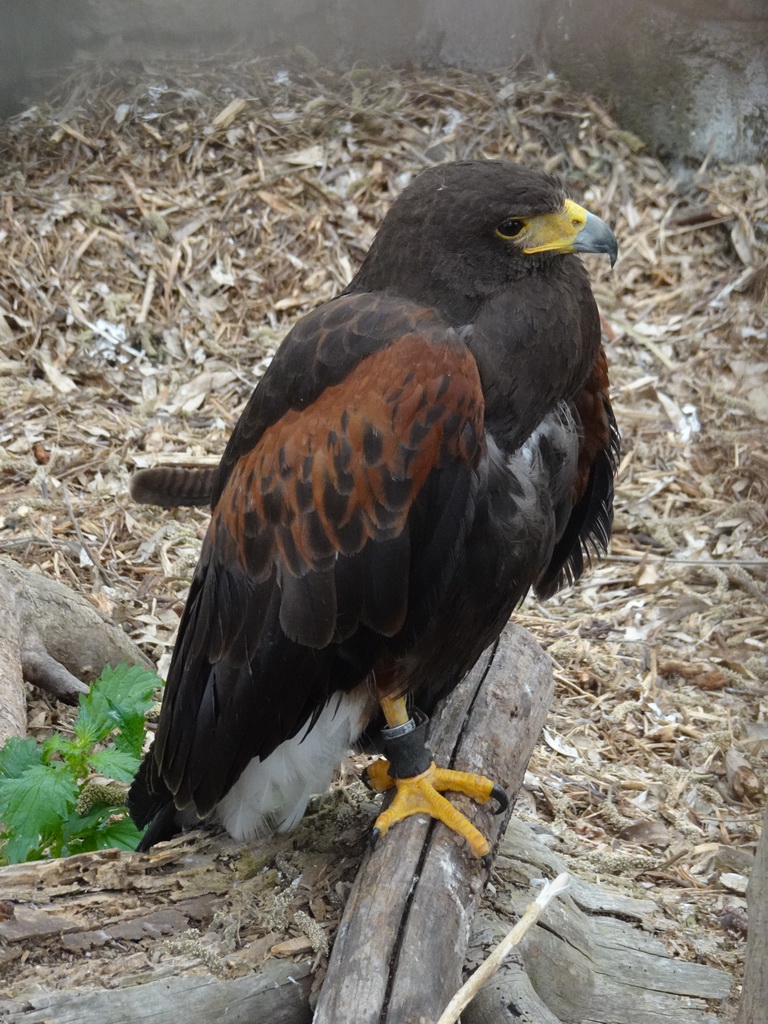 Harris`s Hawk at the Zoo di Napoli