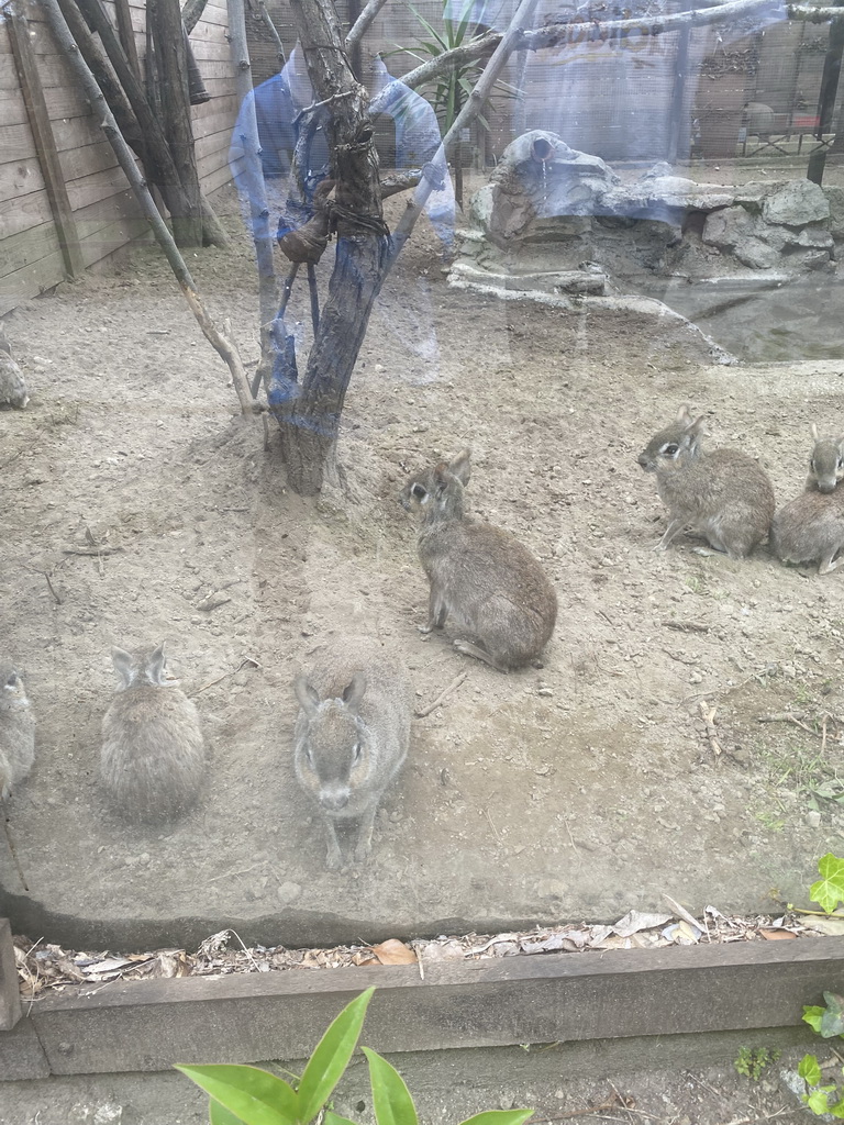 Chacoan Maras at the Zoo di Napoli