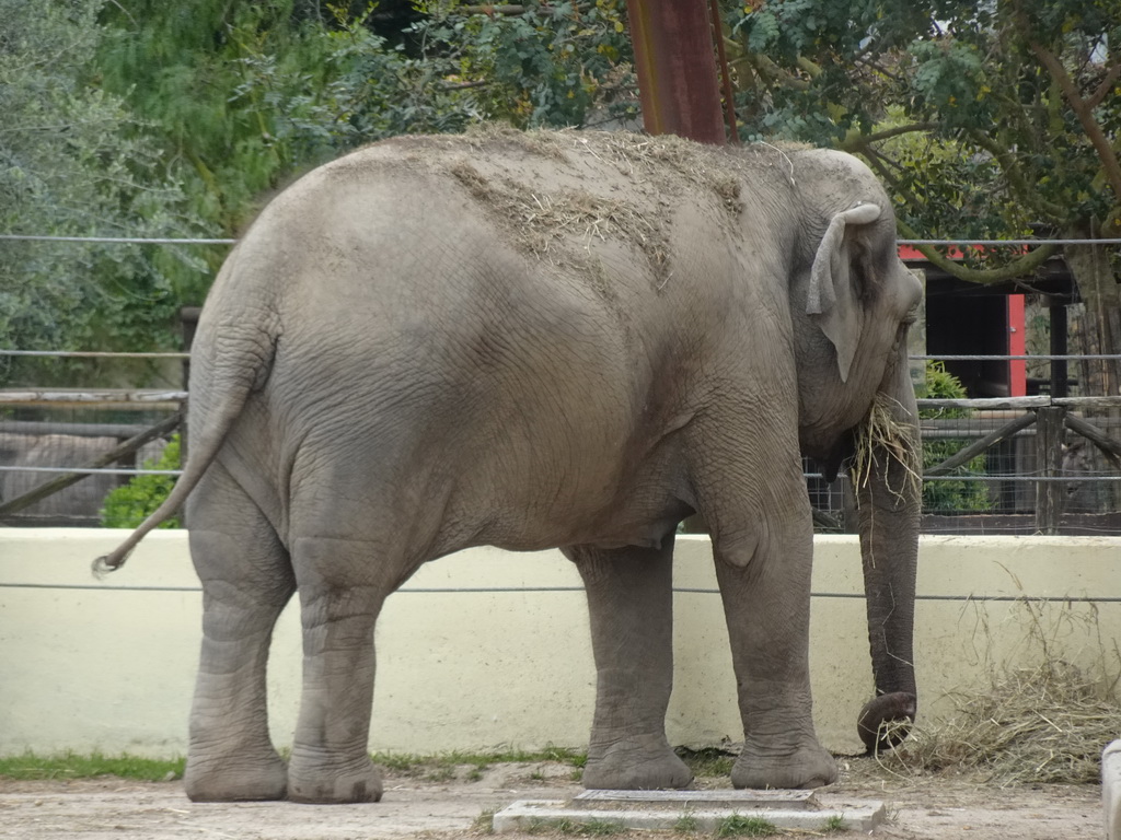 Asian Elephant at the Zoo di Napoli