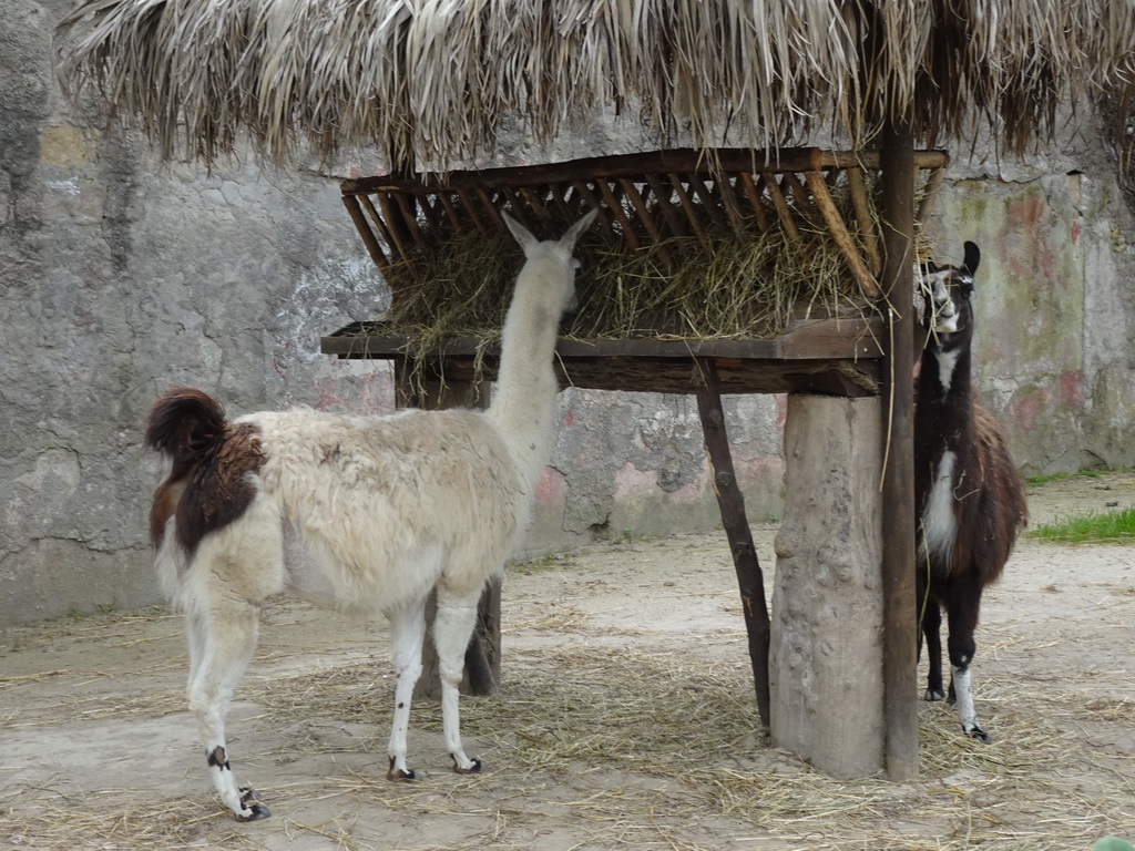 Llamas at the Zoo di Napoli