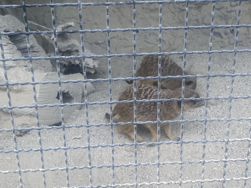 Mongooses at the Zoo di Napoli