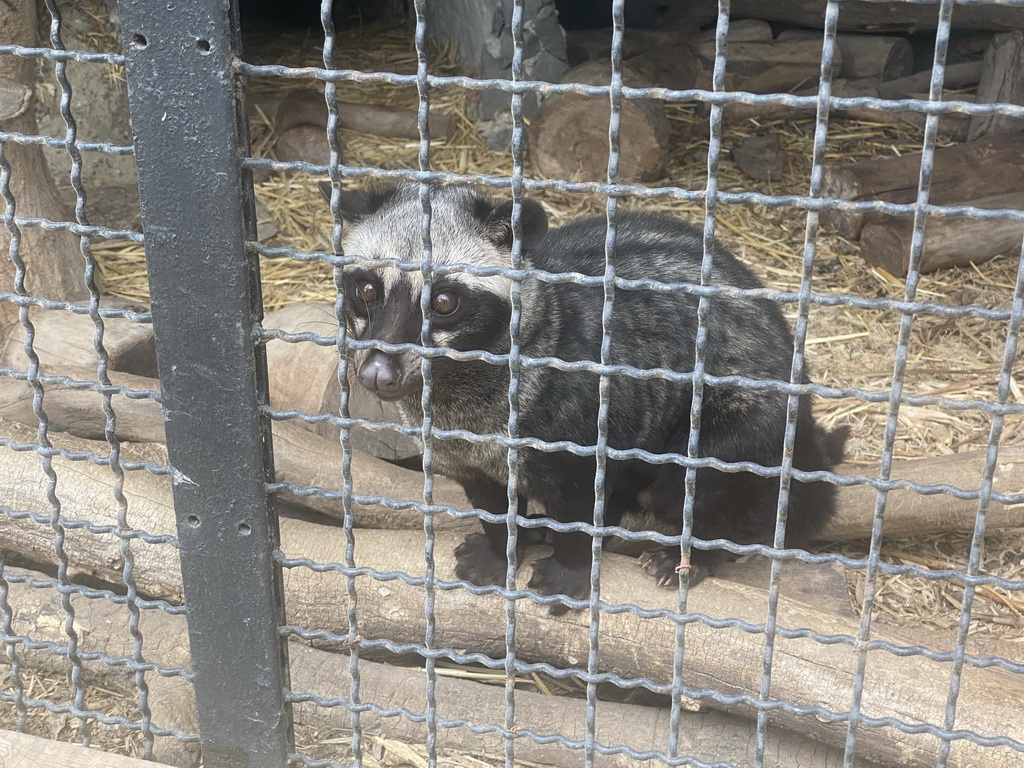 Common Palm Civet at the Zoo di Napoli