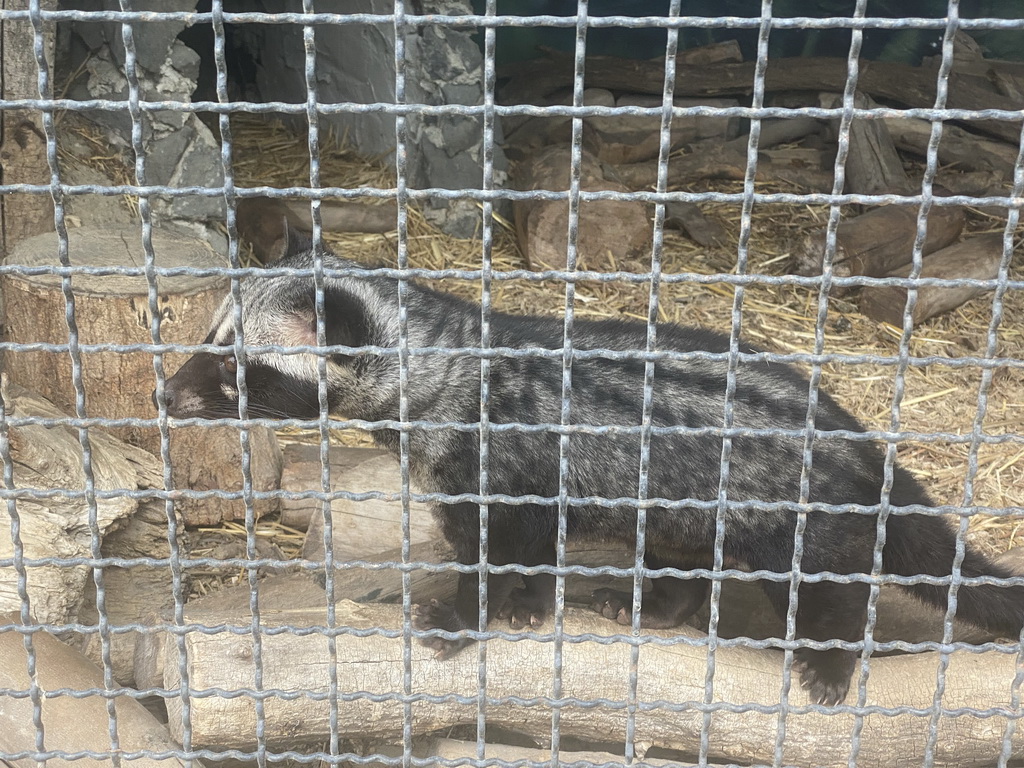 Common Palm Civet at the Zoo di Napoli