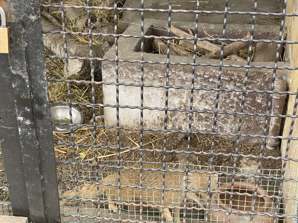 Cape Genet at the Zoo di Napoli