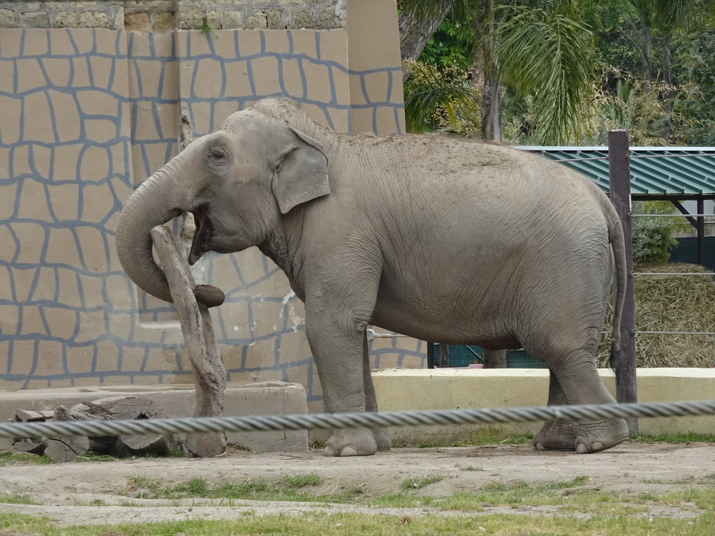 Asian Elephant at the Zoo di Napoli