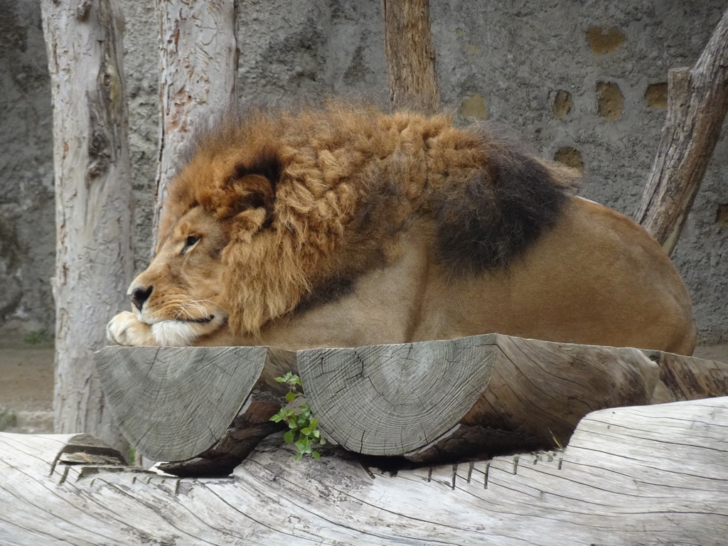 African Lion at the Zoo di Napoli