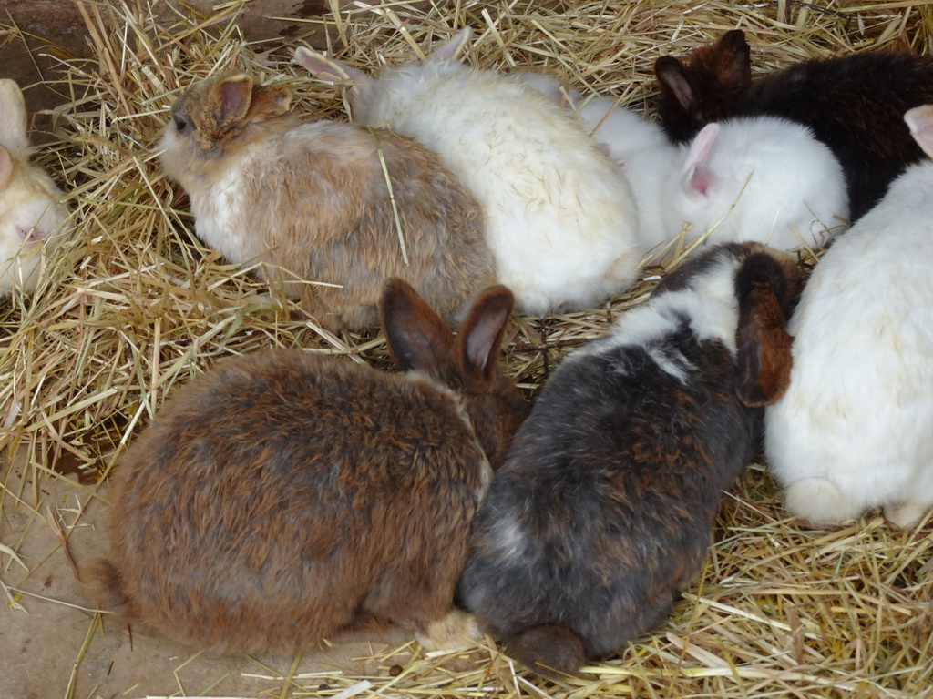 Rabbits at the Zoo di Napoli