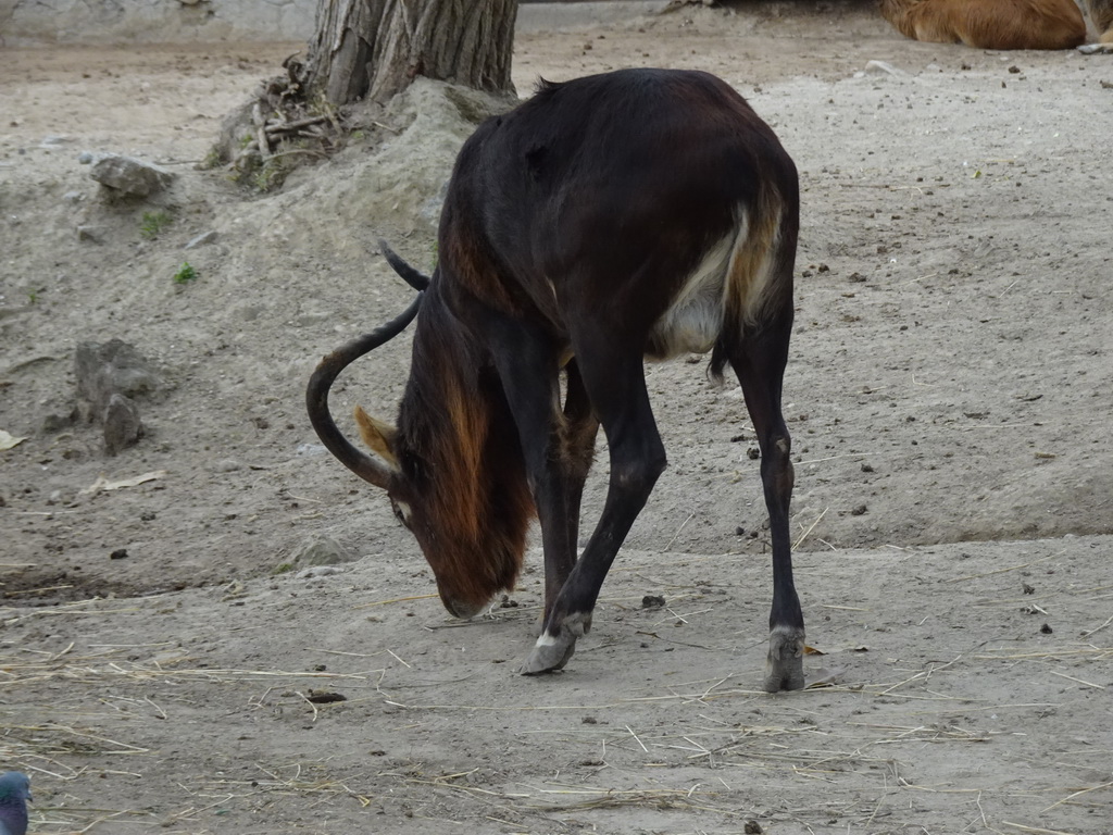 Nile Lechwe at the Zoo di Napoli