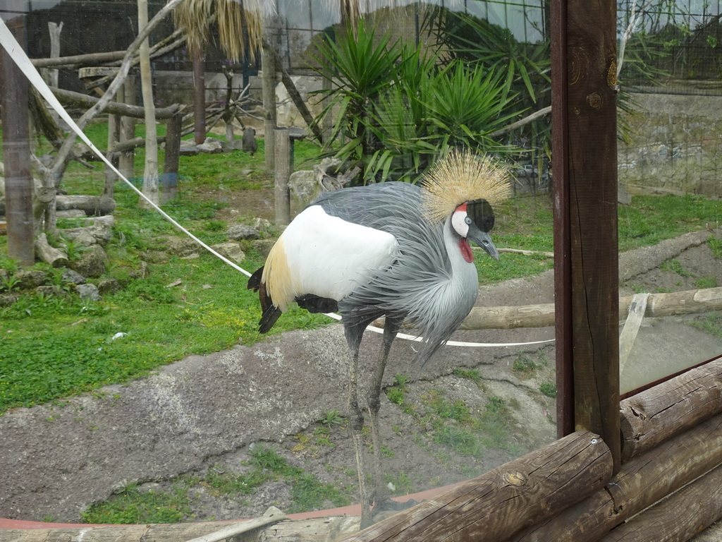 Black Crowned Crane at the Zoo di Napoli