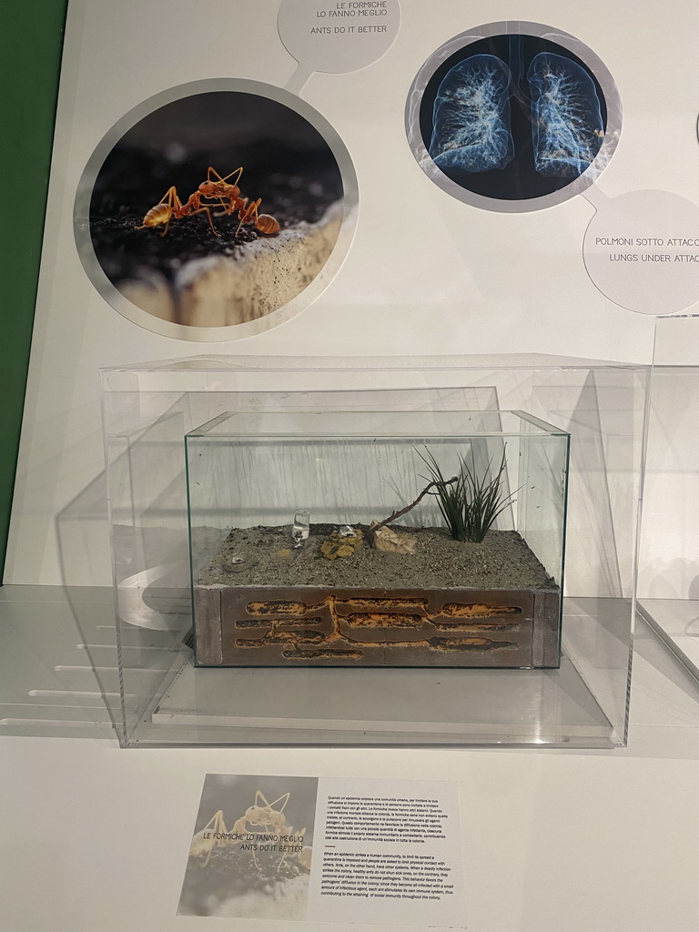 Ant colony at the Corporea building at the east side of the Città della Scienza museum