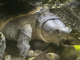 Tortoise at the Bugs & Co building at the west side of the Città della Scienza museum