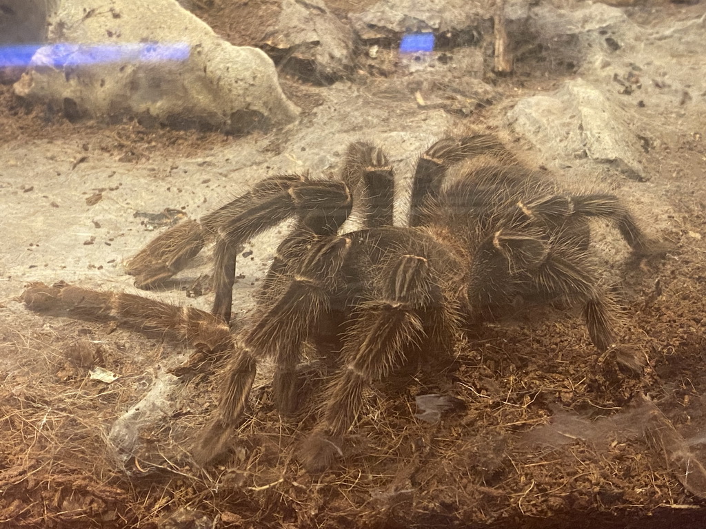 Tarantula at the Bugs & Co building at the west side of the Città della Scienza museum