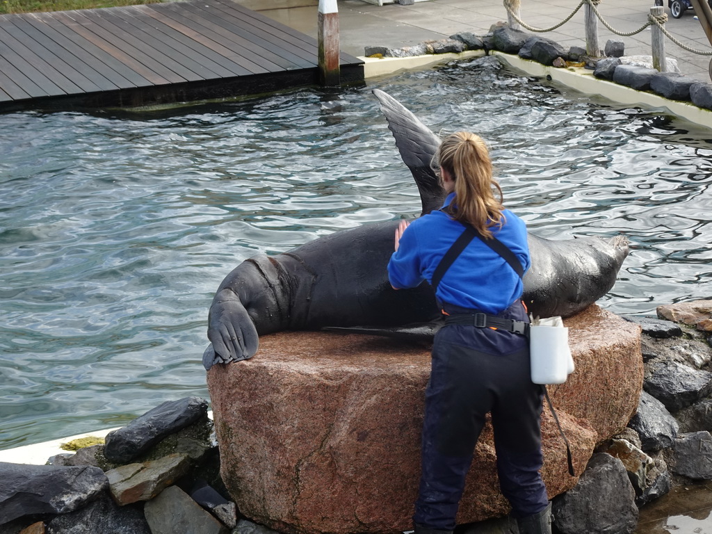 Zookeeper and California Sea Lion at the Deltapark Neeltje Jans, during the Sea Lion Show