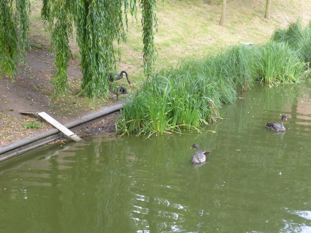 Swans in the pool at the Kronenburgerpark