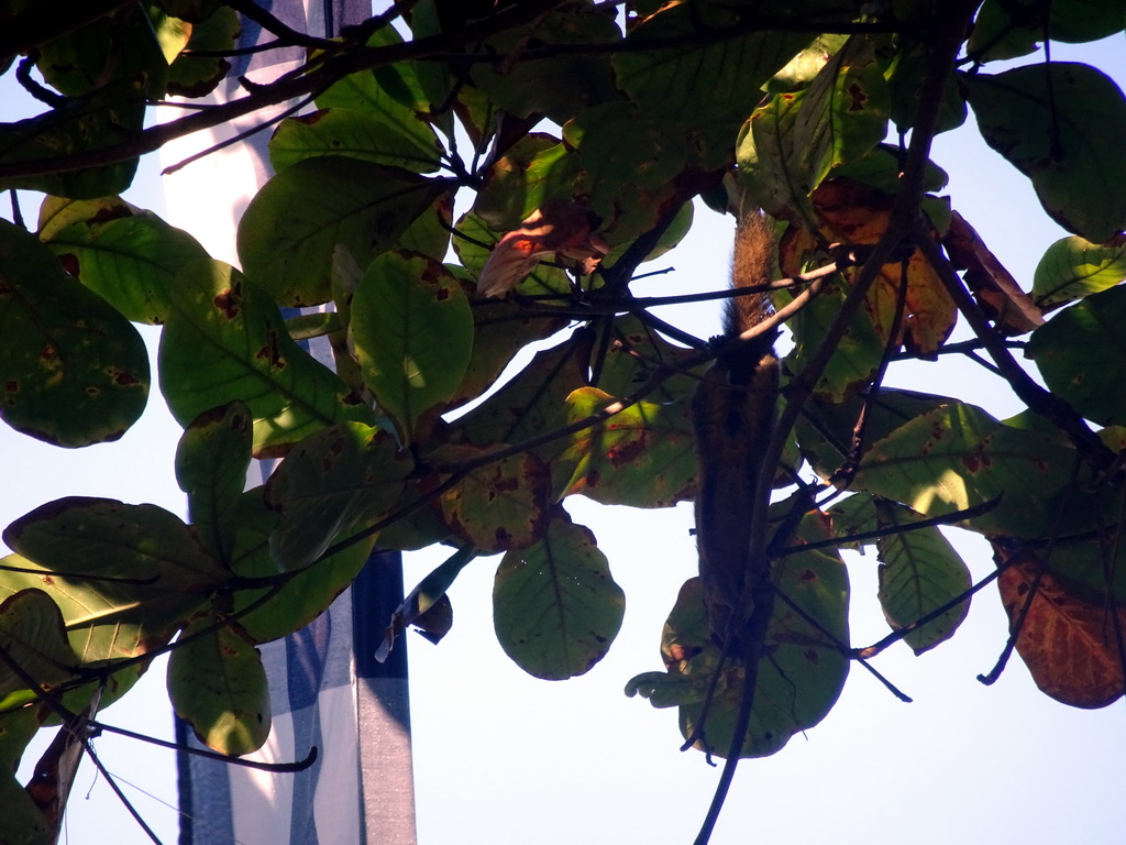 Squirrel in a tree at the beach of the Inaya Putri Bali hotel