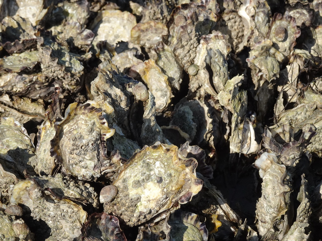 Oysters at the Viane Beach