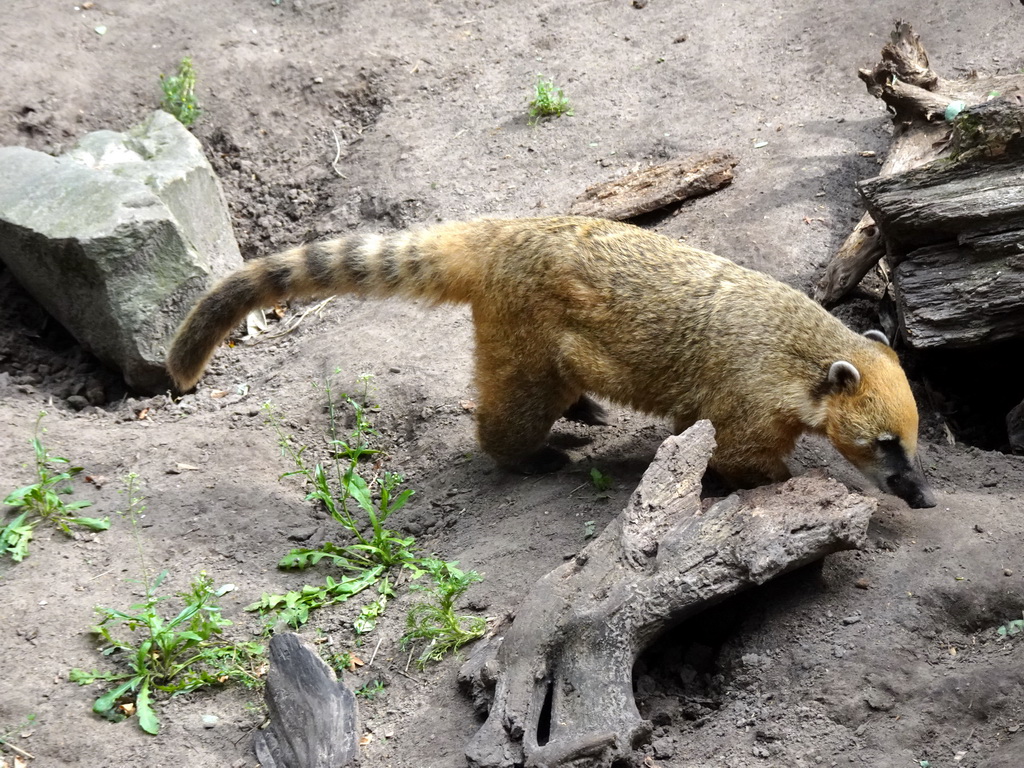 South American Coati at the Amazone area at ZooParc Overloon