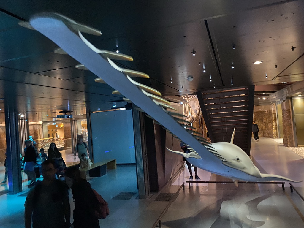 Stuffed Sawfish at the ground floor of the Grande Galerie de l`Évolution museum