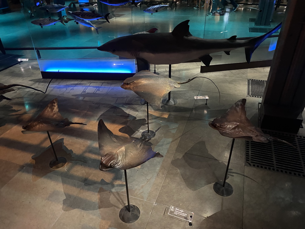 Stuffed Stingrays, Shark and other fishes at the ground floor of the Grande Galerie de l`Évolution museum, with explanation