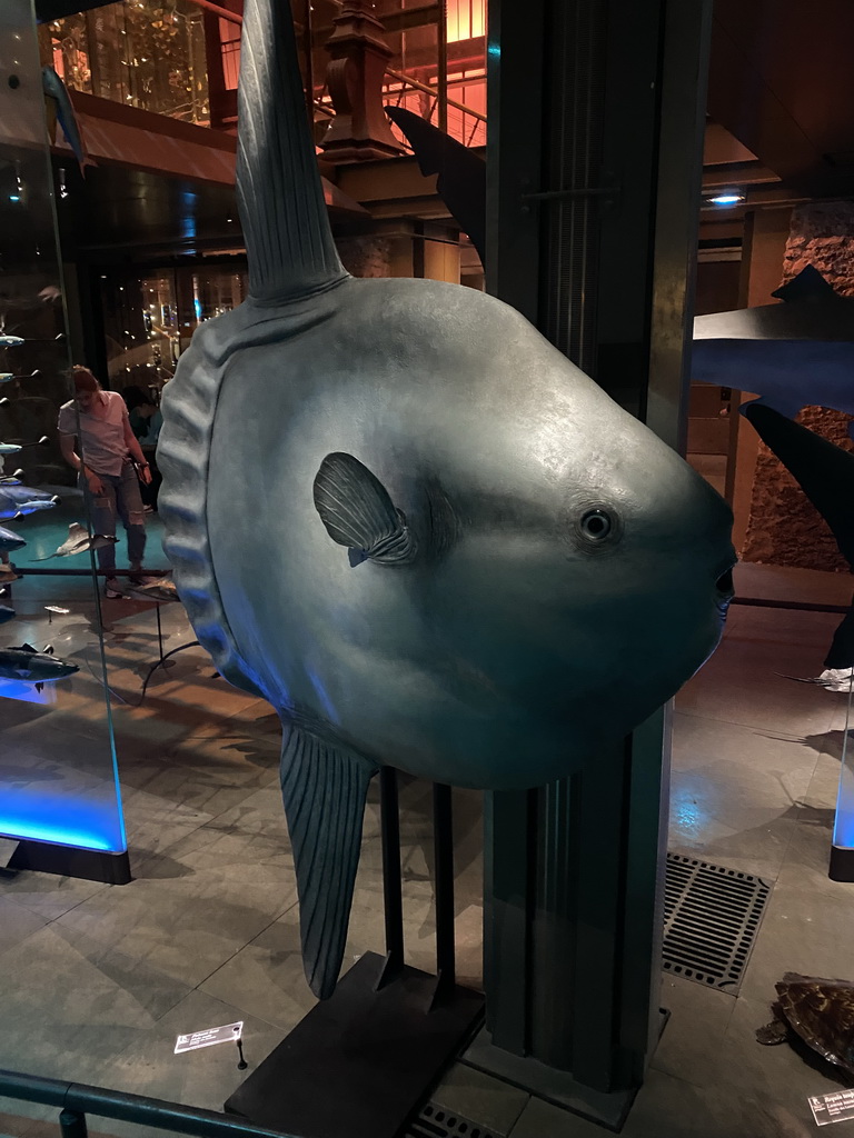 Stuffed Moonfish at the ground floor of the Grande Galerie de l`Évolution museum