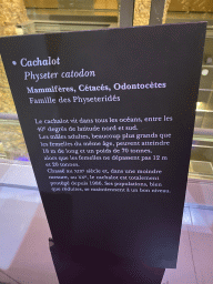 Information on the Sperm Whale at the ground floor of the Grande Galerie de l`Évolution museum