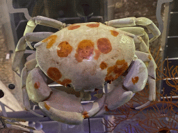 Stuffed Crab at the ground floor of the Grande Galerie de l`Évolution museum