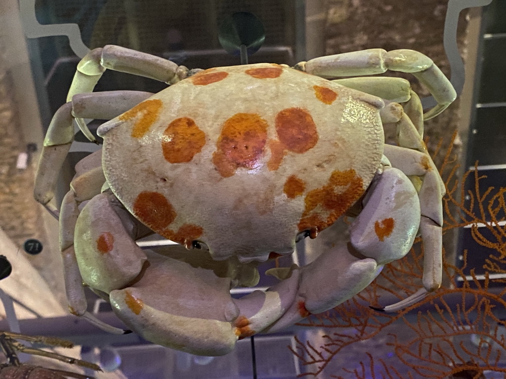 Stuffed Crab at the ground floor of the Grande Galerie de l`Évolution museum