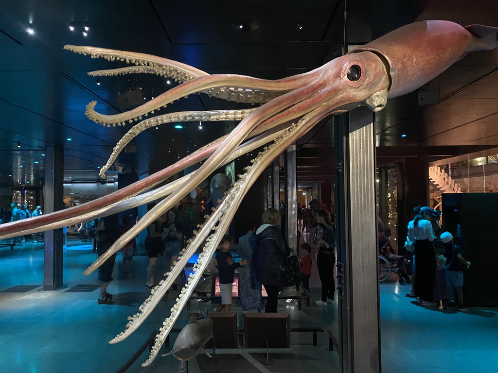 Stuffed Squid at the ground floor of the Grande Galerie de l`Évolution museum