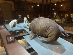 Stuffed Polar Bears, Seals and Walrus at the first floor of the Grande Galerie de l`Évolution museum