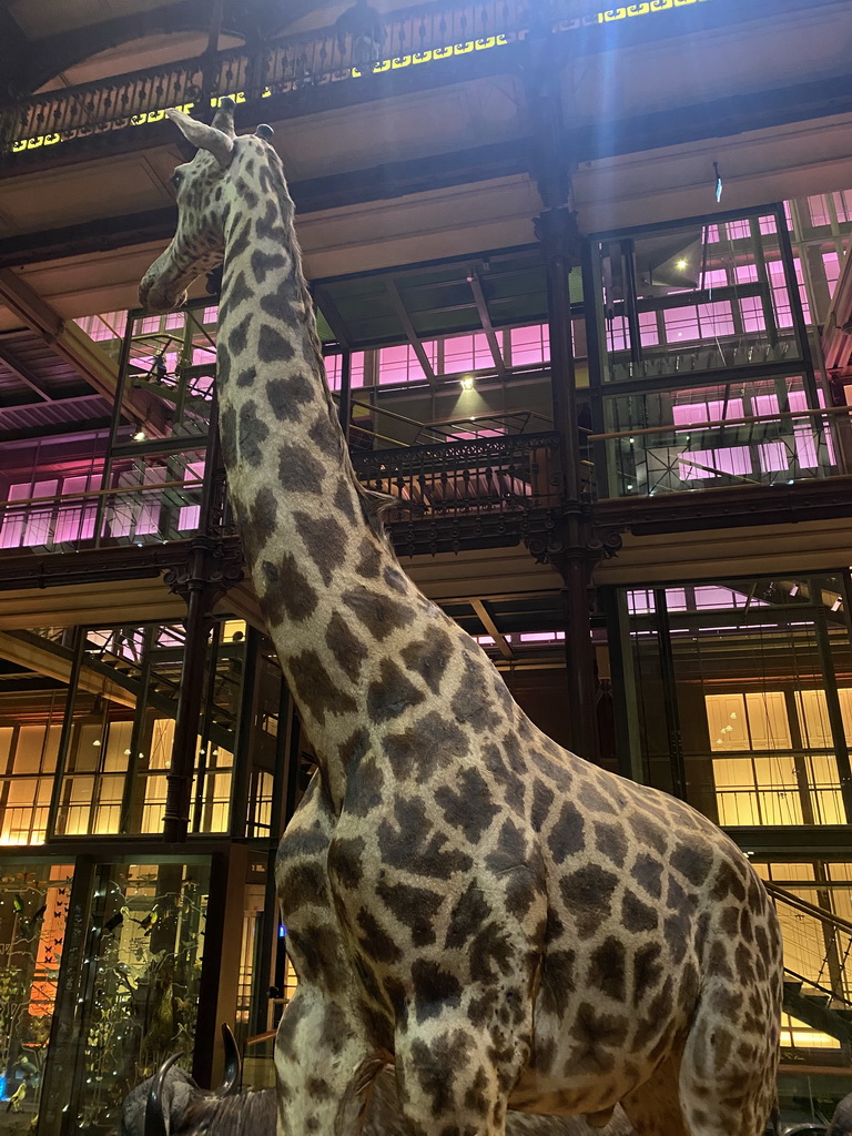 Stuffed Giraffe at the first floor of the Grande Galerie de l`Évolution museum