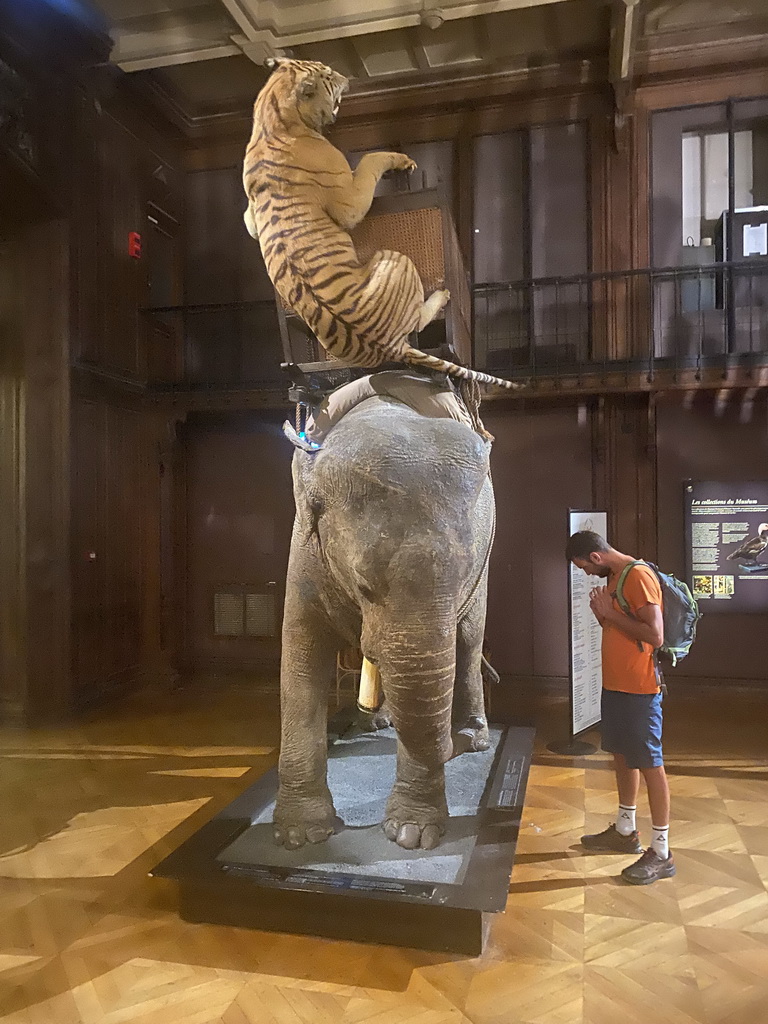 Stuffed Tiger and Elephant at the first floor of the Grande Galerie de l`Évolution museum