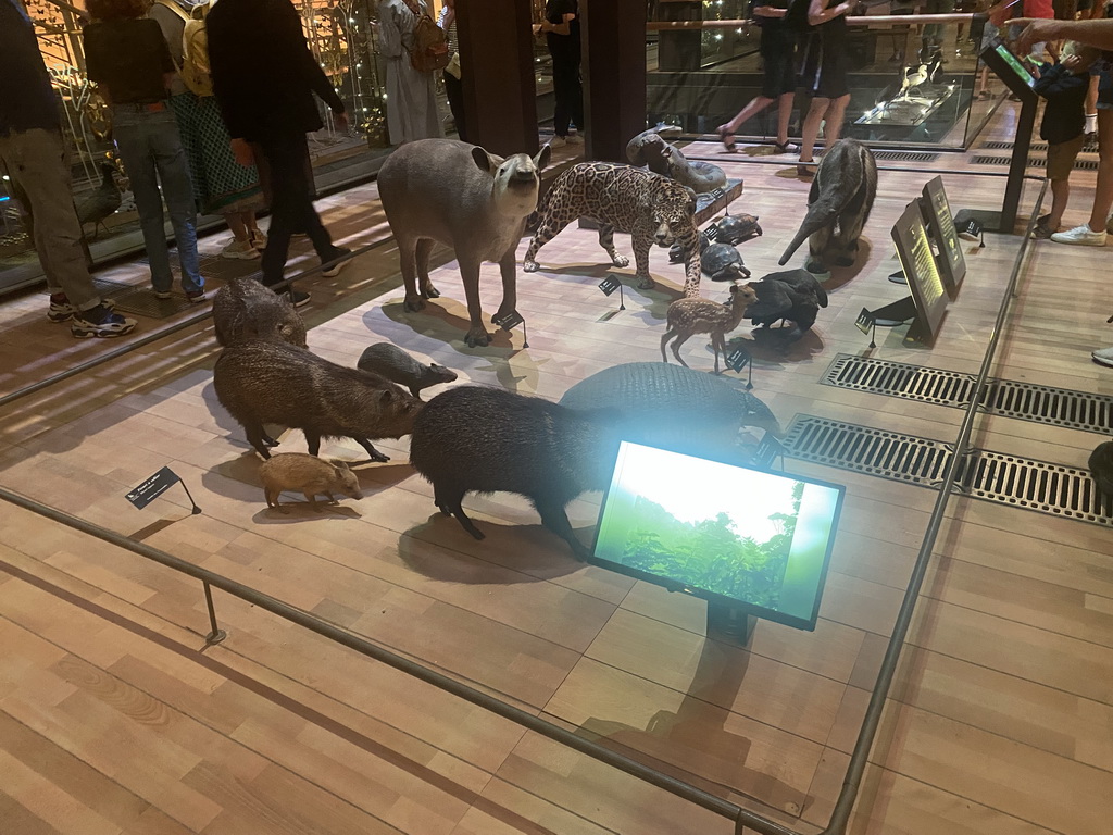 Stuffed animals at the first floor of the Grande Galerie de l`Évolution museum