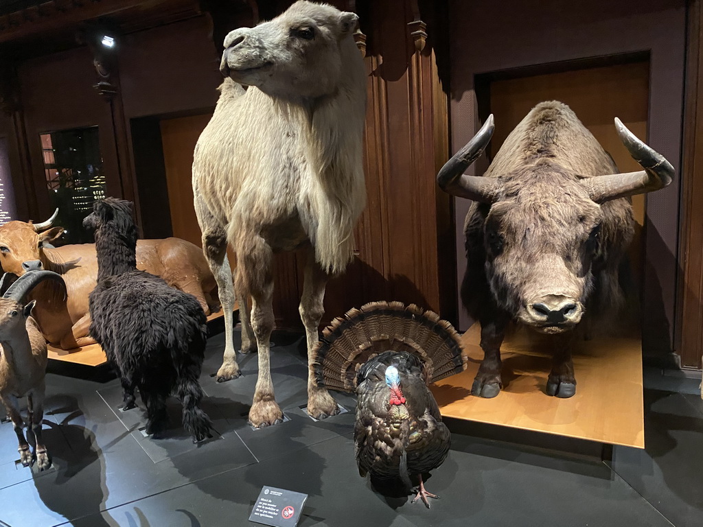 Stuffed animals at the second floor of the Grande Galerie de l`Évolution museum