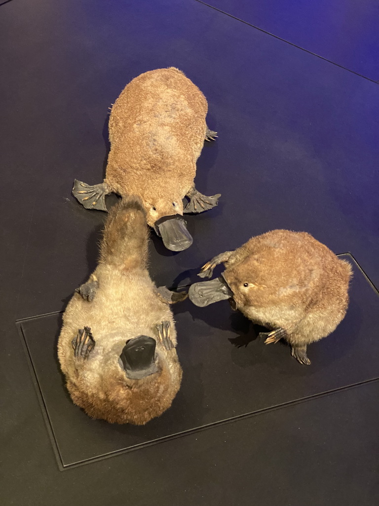 Stuffed Platypuses at the third floor of the Grande Galerie de l`Évolution museum