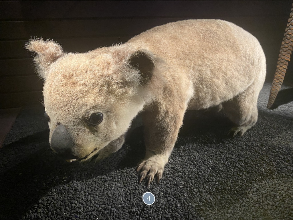 Stuffed Koala at the third floor of the Grande Galerie de l`Évolution museum